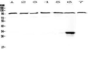 Image no. 1 for anti-DiGeorge Syndrome Critical Region Gene 8 (DGCR8) (AA 561-762) antibody (ABIN5692841)