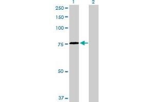 Image no. 2 for anti-Heat Shock 70kDa Protein 2 (HSPA2) (AA 1-639) antibody (ABIN516733)