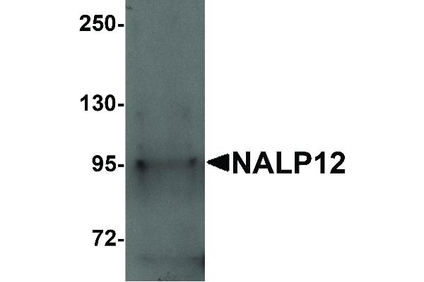 NLRP12 antibody  (N-Term)
