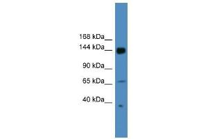 Image no. 1 for anti-UPF2 Regulator of Nonsense Transcripts 2 (UPF2) (N-Term) antibody (ABIN927943)