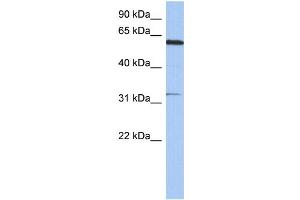 Image no. 1 for anti-Cyclin Dependent Kinase Like 2 (CDKL2) (N-Term) antibody (ABIN2787763)