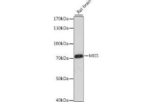 MEI1 抗体  (AA 1000-1170)