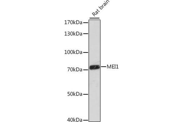 MEI1 抗体  (AA 1000-1170)