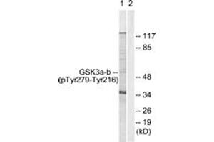 Western blot analysis of extracts from HeLa cells, using GSK3 alpha/beta (Phospho-Tyr279/216) Antibody.