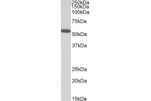 Image no. 1 for anti-Procollagen C-Endopeptidase Enhancer (PCOLCE) (C-Term) antibody (ABIN5539781)