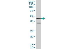Image no. 1 for anti-Protein Kinase, CAMP-Dependent, Regulatory, Type II, alpha (PRKAR2A) (AA 1-382) antibody (ABIN519185)
