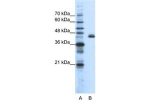 Image no. 1 for anti-Zinc Finger Protein 36, C3H Type-Like 2 (ZFP36L2) antibody (ABIN2461803)