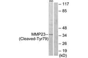 Image no. 1 for anti-Matrix Metallopeptidase 23 (MMP23) (AA 60-109), (Cleaved-Tyr79) antibody (ABIN1536145)