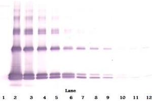 Image no. 2 for anti-Interleukin 33 (IL33) antibody (ABIN1449499)