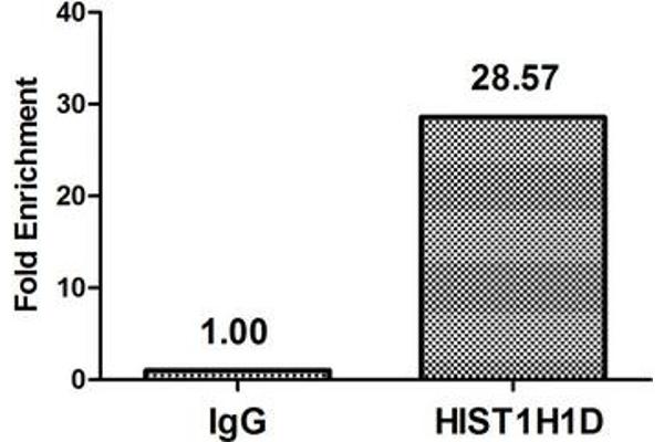 Histone H1.3 antibody  (pThr179)