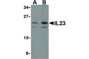 Image no. 1 for anti-Interleukin 23 (IL23) (N-Term) antibody (ABIN6655812)