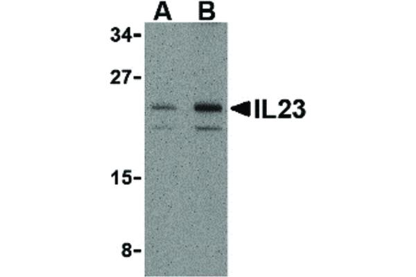 anti-Interleukin 23 (IL23) (N-Term) antibody