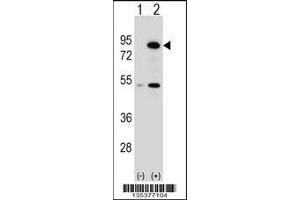 Image no. 2 for anti-THO Complex 1 (THOC1) (AA 541-570), (C-Term) antibody (ABIN5531970)