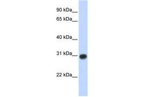 Image no. 1 for anti-Zinc Finger, MYND-Type Containing 19 (ZMYND19) (AA 107-156) antibody (ABIN6741091)