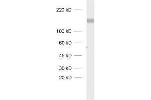Image no. 1 for anti-Solute Carrier Family 4, Sodium Bicarbonate Cotransporter, Member 8 (SLC4A8) (AA 1078-1089) antibody (ABIN1742538)