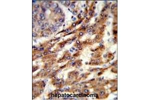 ERGIC3 antibody  (N-Term)