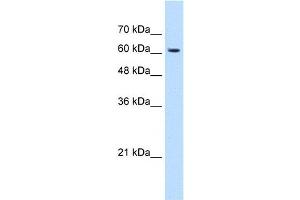 Image no. 1 for anti-KIAA0319 (KIAA0319) (N-Term) antibody (ABIN630311)