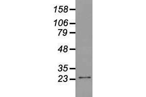 Image no. 6 for anti-Neurogenin 1 (NEUROG1) antibody (ABIN1499700)