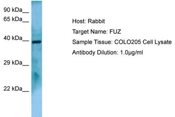 anti-Fuzzy Homolog (FUZ) (C-Term) antibody