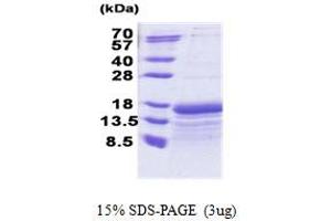 Image no. 1 for TAF10 RNA Polymerase II, TATA Box Binding Protein (TBP)-Associated Factor, 30kDa (TAF10) (AA 84-218) protein (His tag) (ABIN5853264)