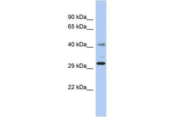 C11orf46 antibody  (N-Term)