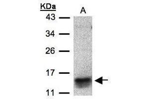 Image no. 2 for anti-Chemokine (C-C Motif) Ligand 1 (CCL1) (C-Term) antibody (ABIN2856602)