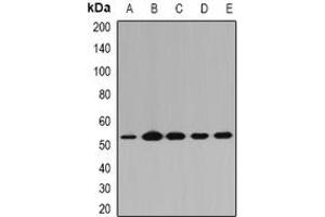 Image no. 1 for anti-Phosphogluconate Dehydrogenase (PGD) (full length) antibody (ABIN6005924)