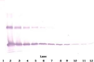 Image no. 1 for anti-Interleukin 33 (IL33) antibody (ABIN1449499)
