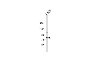 Image no. 1 for anti-Neuregulin 2 (NRG2) (AA 358-389), (C-Term) antibody (ABIN1882105)