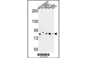 Western Blotting (WB) image for anti-Chondroitin Polymerizing Factor (CHPF) antibody (ABIN2158238)