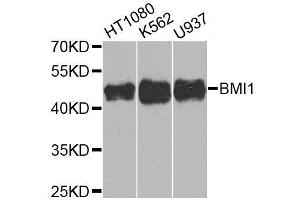 Image no. 8 for anti-BMI1 Polycomb Ring Finger Oncogene (BMI1) antibody (ABIN3020691)