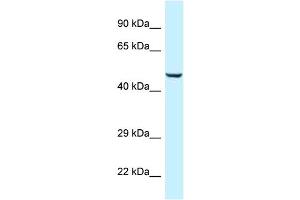 Image no. 1 for anti-Chromosome 9 Open Reading Frame 156 (C9orf156) (Middle Region) antibody (ABIN2788982)