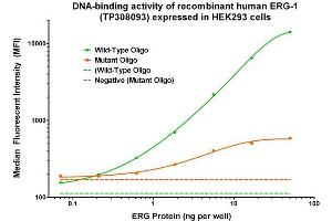 Image no. 2 for ERG, ETS transcription factor (ERG) (Transcript Variant 1) (Active) protein (Myc-DYKDDDDK Tag) (ABIN2720464)