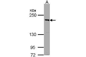 Image no. 1 for anti-PAS Domain Containing Serine/threonine Kinase (PASK) (C-Term) antibody (ABIN2856546)