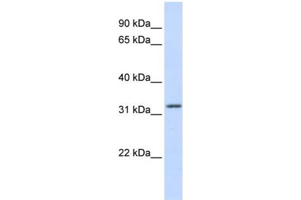 anti-Aprataxin (APTX) (Middle Region) antibody