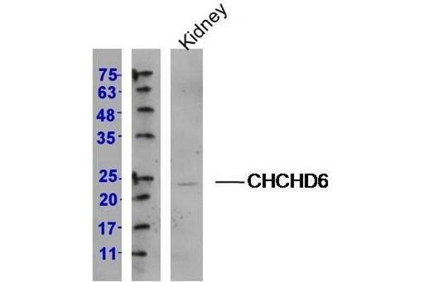 CHCHD6 抗体  (AA 135-235)