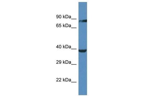 anti-Olfactory Receptor, Family 2, Subfamily M, Member 5 (OR2M5) (C-Term) antibody
