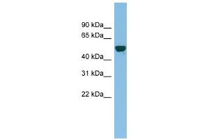 Image no. 1 for anti-Ganglioside-Induced Differentiation-Associated-Protein 2 (GDAP2) (N-Term) antibody (ABIN632550)