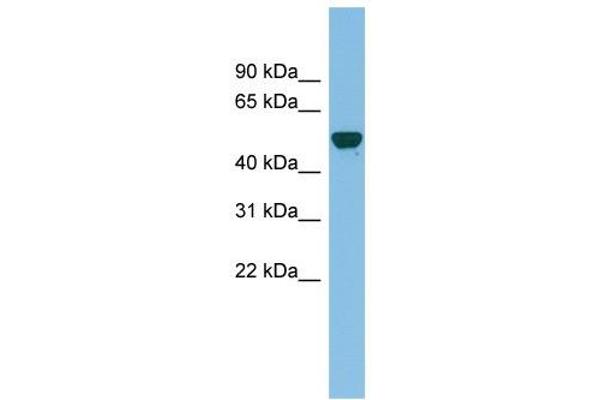 GDAP2 Antikörper  (N-Term)