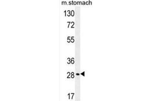 Image no. 1 for anti-Breast Cancer Metastasis-Suppressor 1-Like (BRMS1L) (AA 1-30), (N-Term) antibody (ABIN950679)