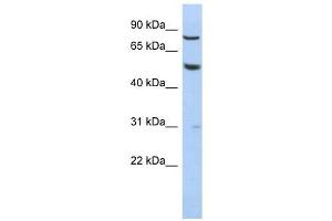 Image no. 1 for anti-G Protein-Coupled Receptor 56 (GPR56) (N-Term) antibody (ABIN636036)