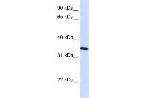Image no. 1 for anti-Reticulon 1 (RTN1) (N-Term) antibody (ABIN2783818)