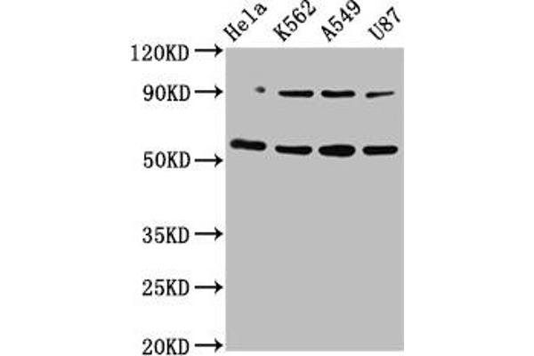 TOX antibody  (AA 141-288)