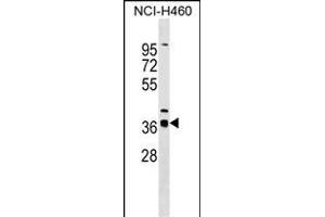 SERTAD2 Antibody (N-term) (ABIN1538843 and ABIN2849434) western blot analysis in NCI- cell line lysates (35 μg/lane).