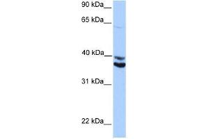 Image no. 1 for anti-MyoD Family Inhibitor Domain Containing (MDFIC) (Middle Region) antibody (ABIN928479)