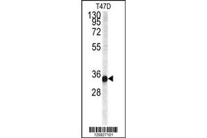Western Blotting (WB) image for anti-Cardiolipin Synthase (CLS) antibody (ABIN2158372)