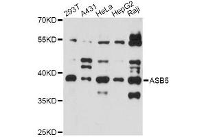 Image no. 1 for anti-Ankyrin Repeat and SOCS Box Containing 5 (ASB5) antibody (ABIN6294089)