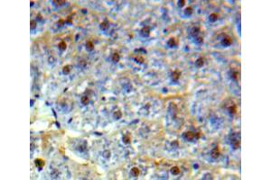 Image no. 3 for anti-High Mobility Group Box 2 (HMGB2) (AA 2-187) antibody (ABIN5013695)