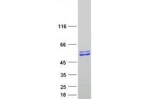 Image no. 1 for seryl-tRNA Synthetase 2, Mitochondrial (SARS2) protein (Myc-DYKDDDDK Tag) (ABIN2731407)