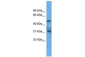 Image no. 1 for anti-Adenylate Cyclase Activating Polypeptide 1 (Pituitary) Receptor Type I (ADCYAP1R1) (C-Term) antibody (ABIN929396)
